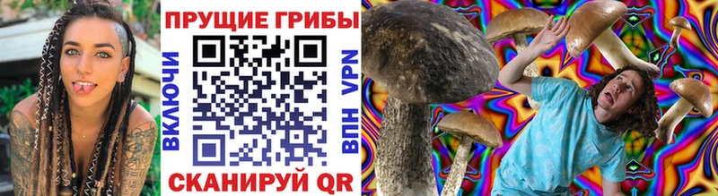 Купить закладки  Кудрово  Псилоцибиновые грибы мицелий 
